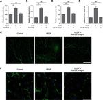 CD18 Antibody in Immunohistochemistry (IHC)