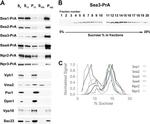 VMA2 Antibody in Western Blot (WB)