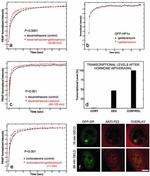 p23 Antibody in Immunocytochemistry (ICC/IF)