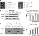 Porin Antibody in Western Blot (WB)