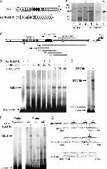 STAT5 beta Antibody in Western Blot (WB)