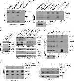 DDB1 Antibody in Immunoprecipitation (IP)