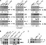 DDB1 Antibody in Immunoprecipitation (IP)