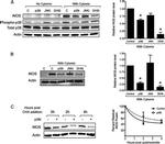 p38 MAPK Antibody in Western Blot (WB)