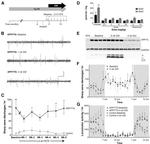 beta Amyloid (1-42) Antibody in Western Blot (WB)