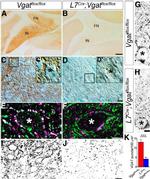 VGAT Antibody in Immunohistochemistry (IHC)