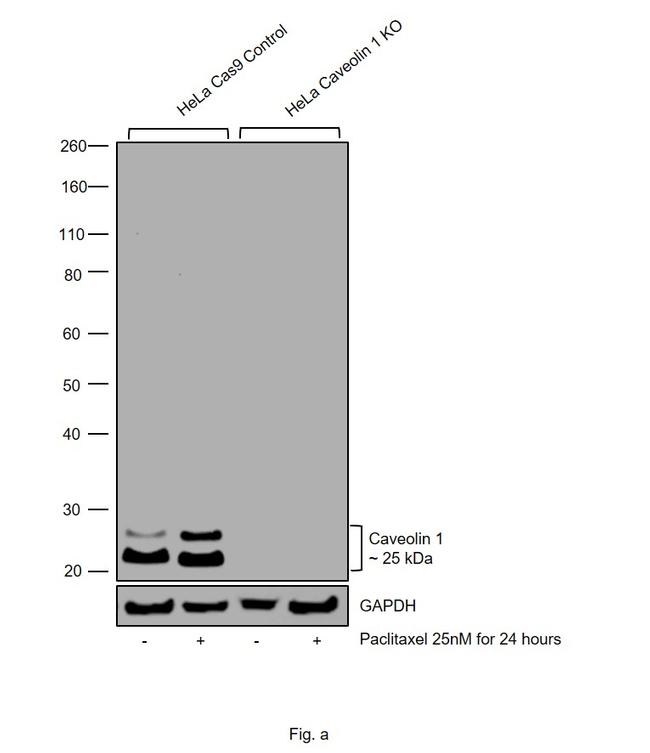 Caveolin 1 Antibody in Western Blot (WB)