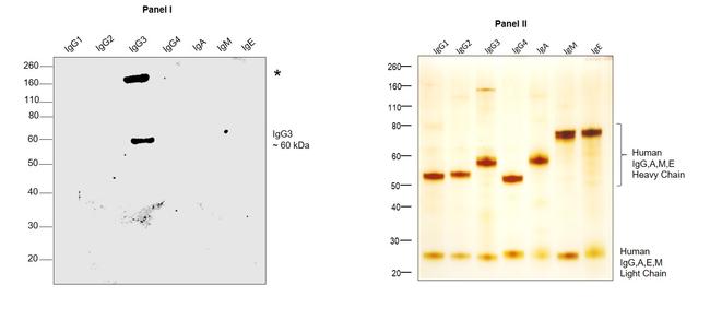 Human IgG3 (Heavy chain) Secondary Antibody in Western Blot (WB)