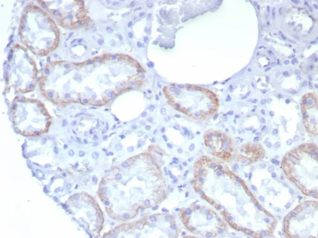 N-Cadherin/Cadherin-2/CD325 (NCAD) Antibody in Immunohistochemistry (Paraffin) (IHC (P))