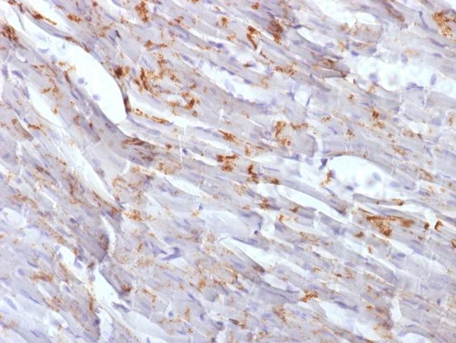 N-Cadherin/Cadherin-2/CD325 (NCAD) Antibody in Immunohistochemistry (Paraffin) (IHC (P))