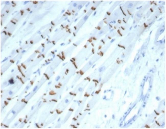 N-Cadherin/Cadherin-2/CD325 (NCAD) Antibody in Immunohistochemistry (Paraffin) (IHC (P))