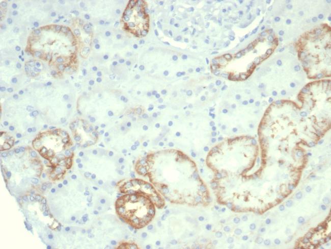 Ksp-Cadherin (Kidney-Specific Cadherin)/CDH16 Antibody in Immunohistochemistry (Paraffin) (IHC (P))