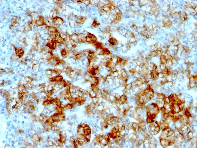 Ksp-Cadherin (Kidney-Specific Cadherin)/CDH16 Antibody in Immunohistochemistry (Paraffin) (IHC (P))