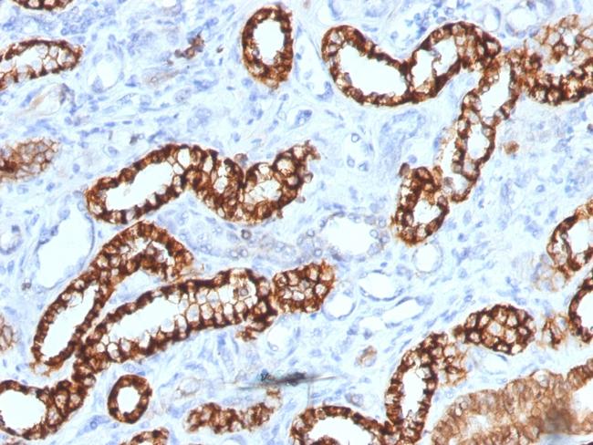 Ksp-Cadherin (Kidney-Specific Cadherin)/CDH16 Antibody in Immunohistochemistry (Paraffin) (IHC (P))