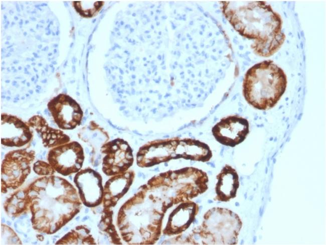 Ksp-Cadherin/CDH16 Antibody in Immunohistochemistry (Paraffin) (IHC (P))