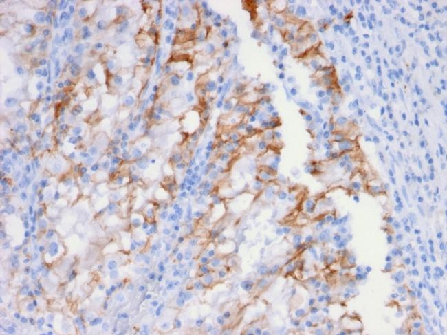 Ksp-Cadherin/CDH16 Antibody in Immunohistochemistry (Paraffin) (IHC (P))