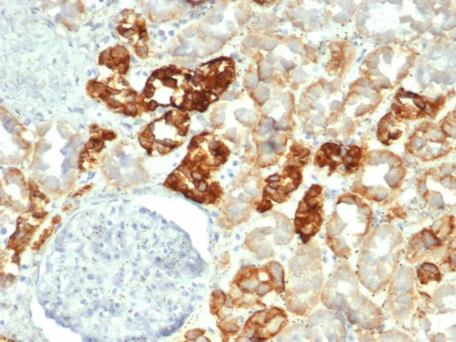 Ksp-Cadherin/CDH16 (Renal Cell Marker) Antibody in Immunohistochemistry (Paraffin) (IHC (P))