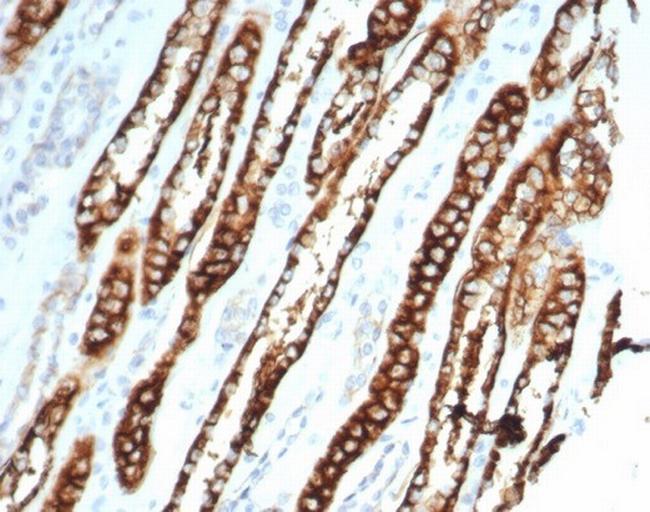 Ksp-Cadherin (Kidney-Specific Cadherin)/CDH16 Antibody in Immunohistochemistry (Paraffin) (IHC (P))