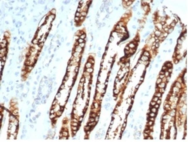 Ksp-Cadherin (Kidney-Specific Cadherin)/CDH16 Antibody in Immunohistochemistry (Paraffin) (IHC (P))