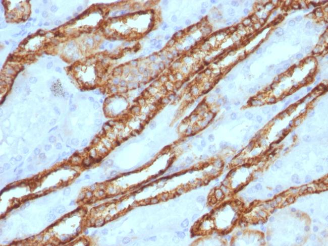 Ksp-Cadherin (Kidney-Specific Cadherin) Antibody in Immunohistochemistry (Paraffin) (IHC (P))