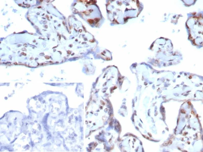 p57Kip2 (Mitotic Inhibitor/Suppressor Protein) Antibody in Immunohistochemistry (Paraffin) (IHC (P))