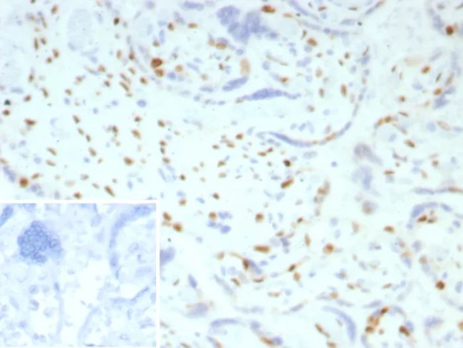 p57Kip2 (Mitotic Inhibitor/Suppressor Protein) Antibody in Immunohistochemistry (Paraffin) (IHC (P))