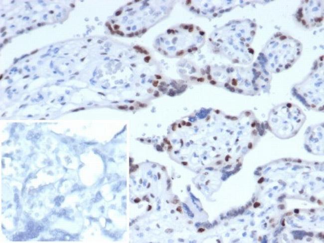 p57Kip2 (Mitotic Inhibitor/Suppressor Protein) Antibody in Immunohistochemistry (Paraffin) (IHC (P))