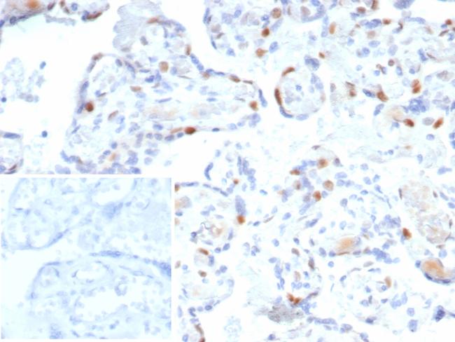 p57Kip2 (Mitotic Inhibitor/Suppressor Protein) Antibody in Immunohistochemistry (Paraffin) (IHC (P))