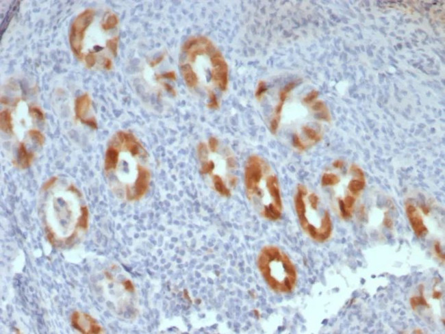 P16INK4a Antibody in Immunohistochemistry (Paraffin) (IHC (P))