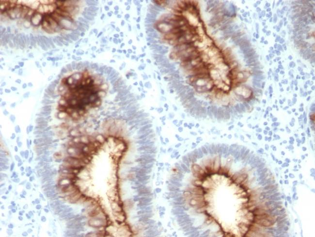 Carcinoembryonic Antigen (CEA)/CD66 Antibody in Immunohistochemistry (Paraffin) (IHC (P))