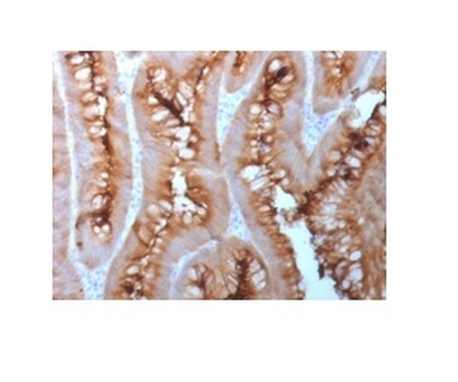 Carcinoembryonic Antigen (CEA)/CD66 Antibody in Immunohistochemistry (Paraffin) (IHC (P))