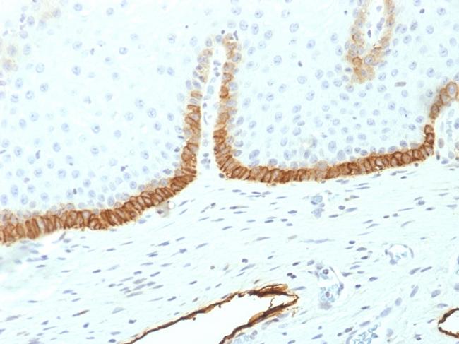 Podoplanin (PDPN) Antibody in Immunohistochemistry (Paraffin) (IHC (P))