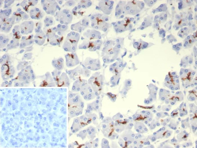 CFTR (Cystic Fibrosis Transmembrane Conductance Regulator) Antibody in Immunohistochemistry (Paraffin) (IHC (P))