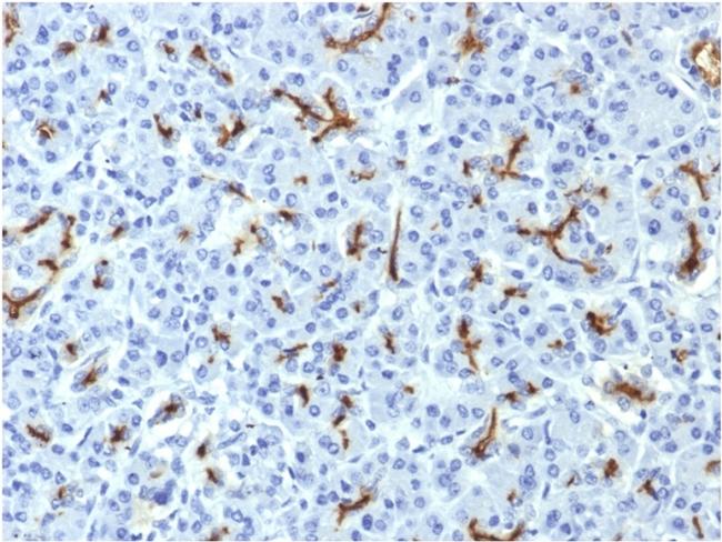 CFTR (Cystic Fibrosis Transmembrane Conductance Regulator) Antibody in Immunohistochemistry (Paraffin) (IHC (P))