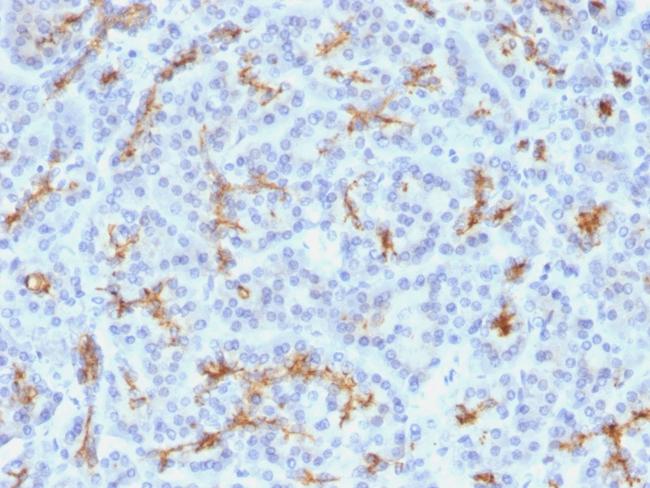 CFTR (Cystic Fibrosis Transmembrane Conductance Regulator) Antibody in Immunohistochemistry (Paraffin) (IHC (P))