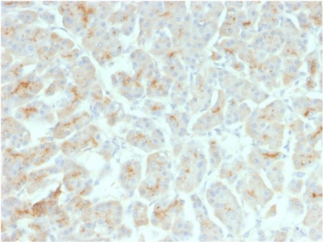 CFTR (Cystic Fibrosis Transmembrane Conductance Regulator) Antibody in Immunohistochemistry (Paraffin) (IHC (P))