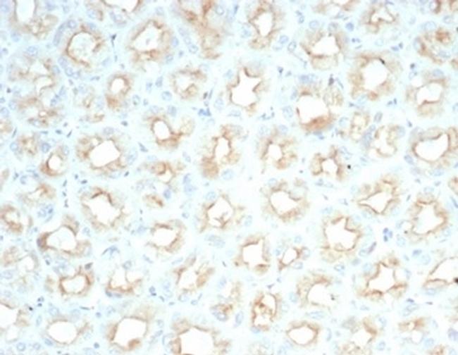 CFTR (Cystic Fibrosis Transmembrane Conductance Regulator) Antibody in Immunohistochemistry (Paraffin) (IHC (P))