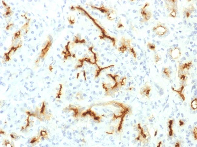 CFTR (Cystic Fibrosis Transmembrane Conductance Regulator) Antibody in Immunohistochemistry (Paraffin) (IHC (P))