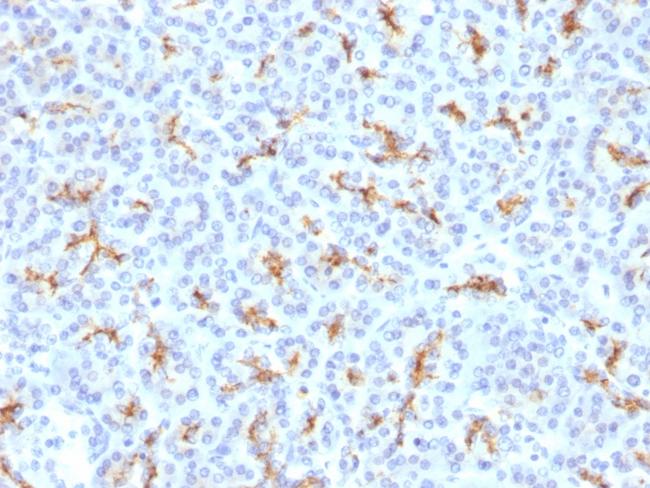 CFTR (Cystic Fibrosis Transmembrane Conductance Regulator) Antibody in Immunohistochemistry (Paraffin) (IHC (P))