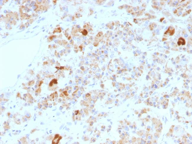 LH, alpha (Luteinizing Hormone, alpha) Antibody in Immunohistochemistry (Paraffin) (IHC (P))