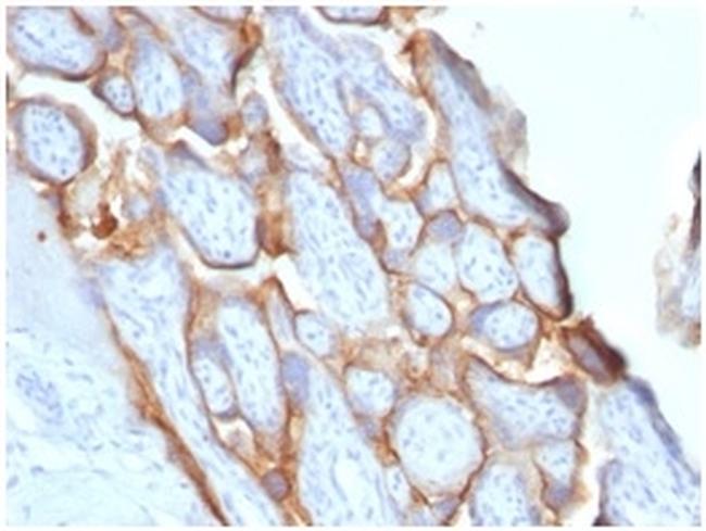 HCG-beta Antibody in Immunohistochemistry (Paraffin) (IHC (P))