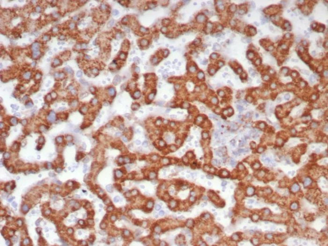 ALDH1L1 Antibody in Immunohistochemistry (Paraffin) (IHC (P))