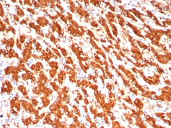 ALDH1L1 Antibody in Immunohistochemistry (Paraffin) (IHC (P))