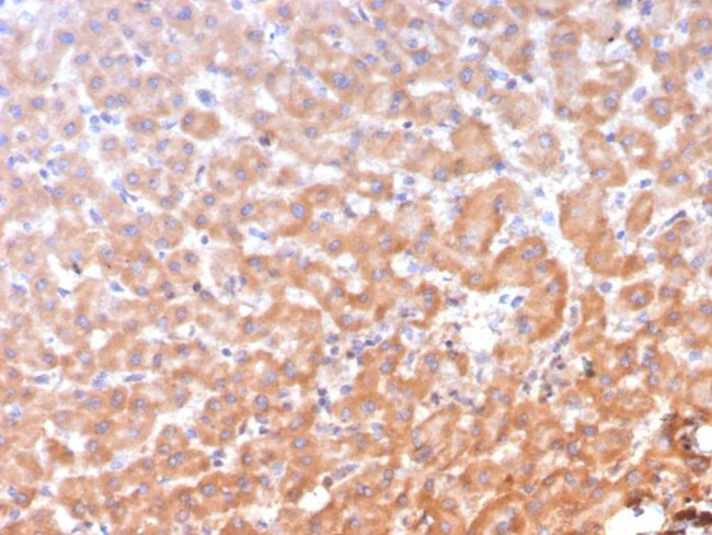 ALDH1L1 Antibody in Immunohistochemistry (Paraffin) (IHC (P))