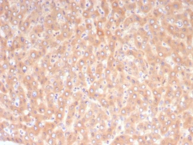 ALDH1L1 Antibody in Immunohistochemistry (Paraffin) (IHC (P))