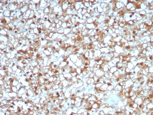 ALDH1L1 Antibody in Immunohistochemistry (Paraffin) (IHC (P))