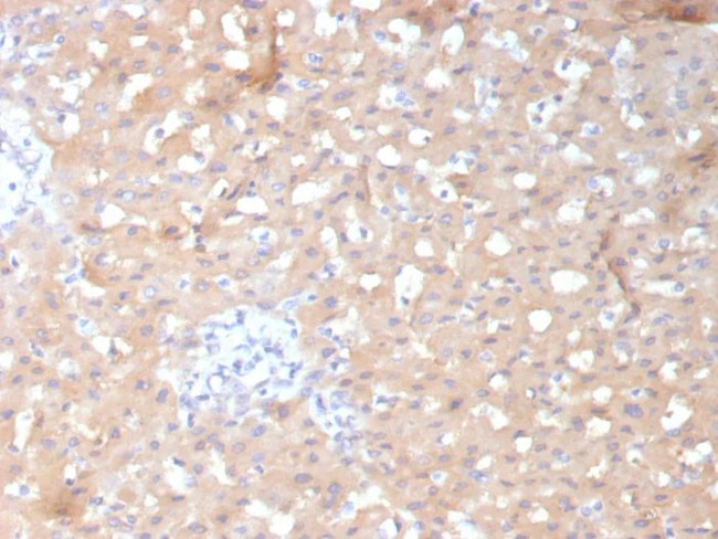 ALDH1L1 Antibody in Immunohistochemistry (Paraffin) (IHC (P))