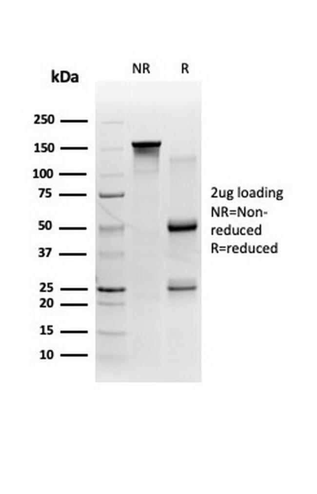 FTCD/58K Golgi Protein Antibody in SDS-PAGE (SDS-PAGE)