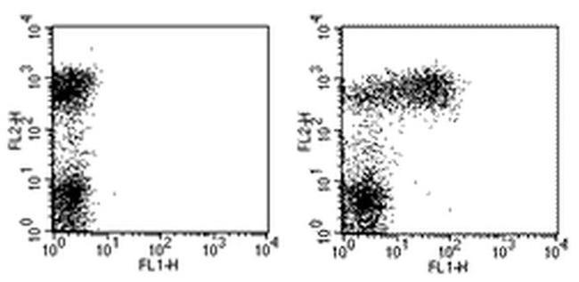 CD23 Antibody in Flow Cytometry (Flow)