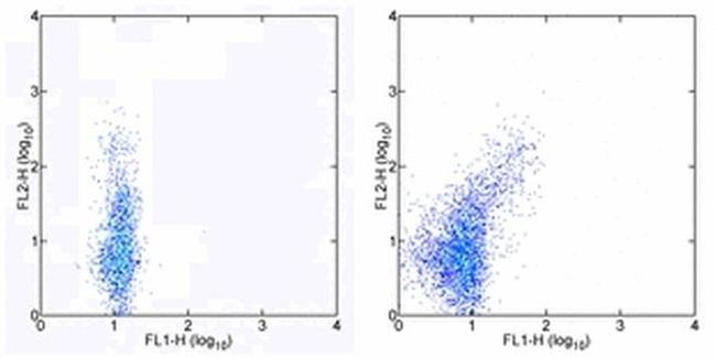 FOXP3 Antibody in Flow Cytometry (Flow)